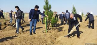 Ağdamda meşə massivi salınıb (FOTO)