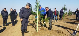 Ağdamda meşə massivi salınıb (FOTO)