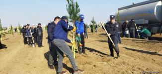 Ağdamda meşə massivi salınıb (FOTO)