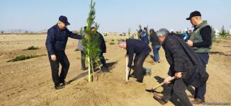 Ağdamda meşə massivi salınıb (FOTO)