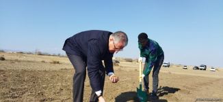 Ağdamda meşə massivi salınıb (FOTO)