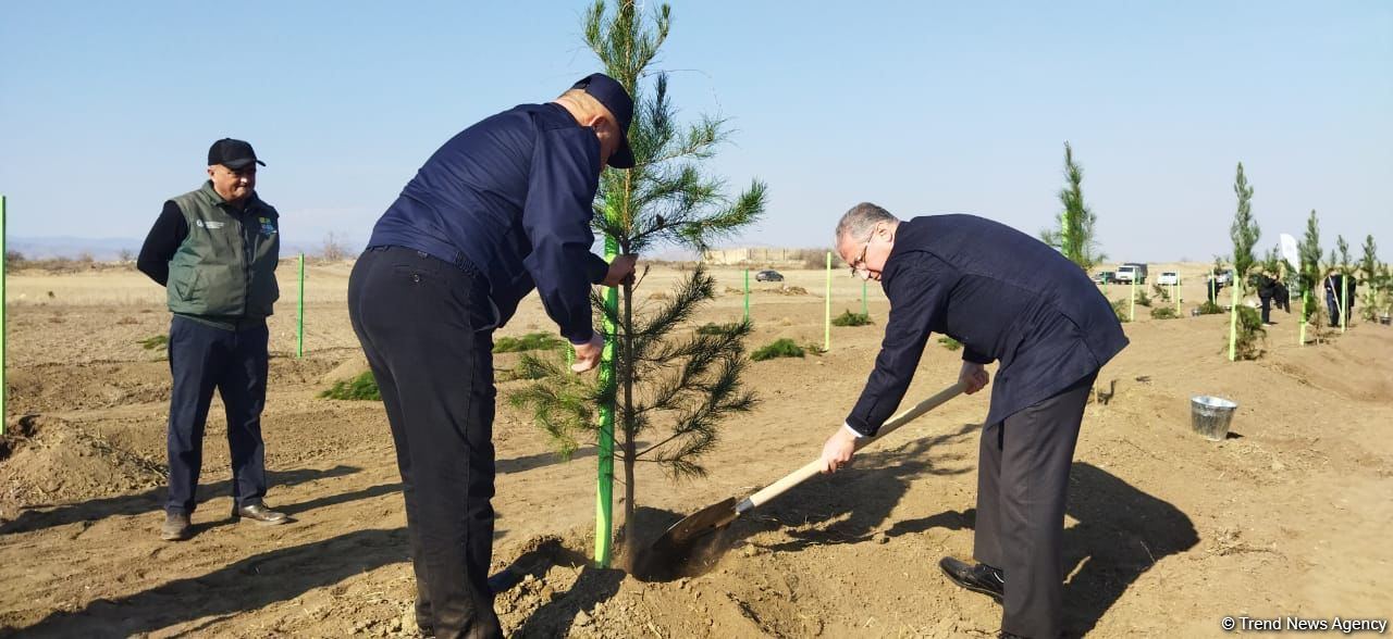 Ağdamda meşə massivi salınıb (FOTO)