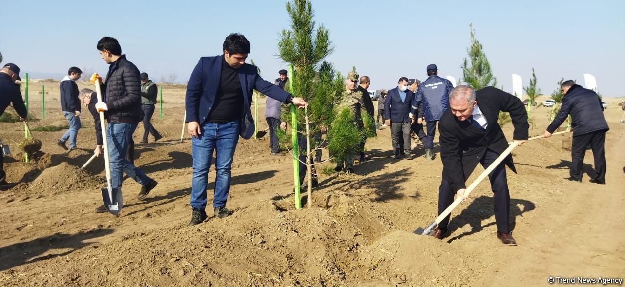 Ağdamda meşə massivi salınıb (FOTO)