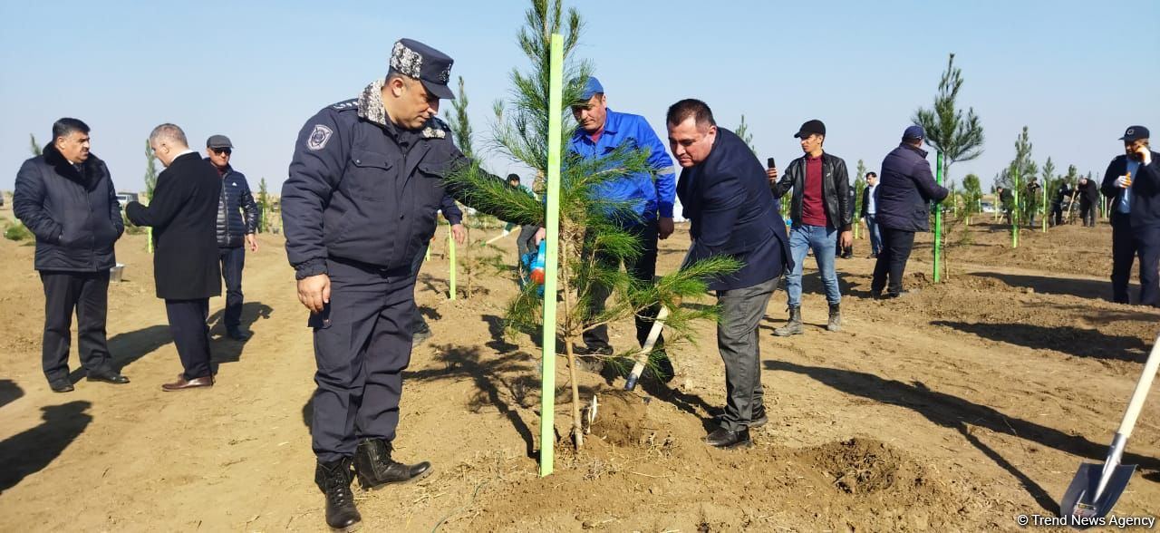 Ağdamda meşə massivi salınıb (FOTO)