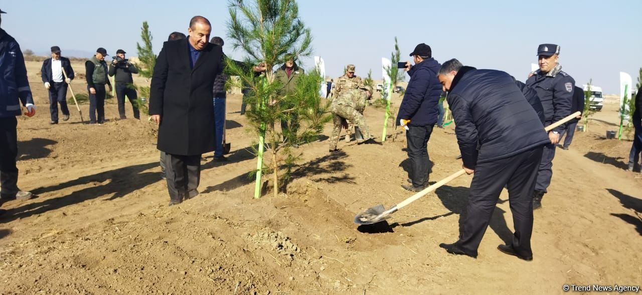 Ağdamda meşə massivi salınıb (FOTO)