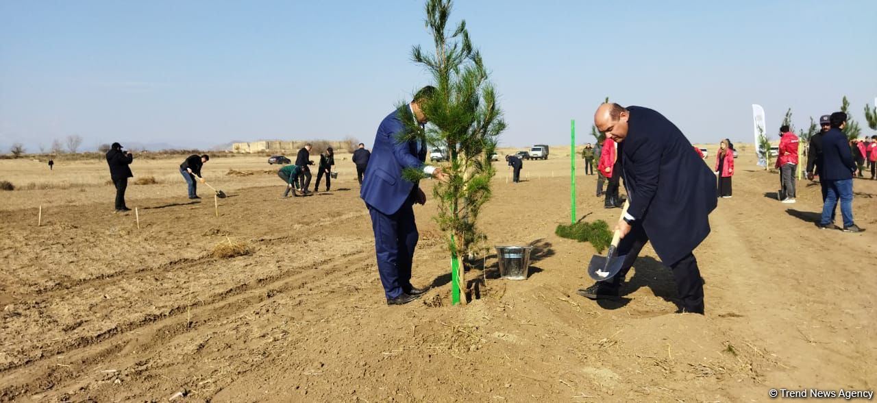 Ağdamda meşə massivi salınıb (FOTO)