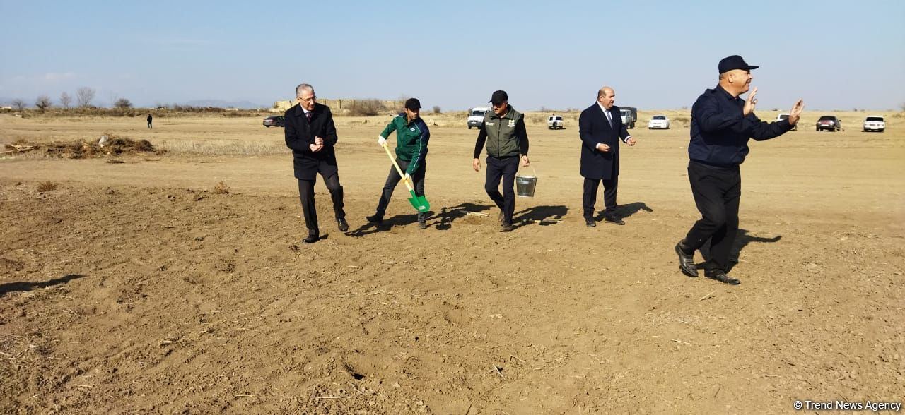 Ağdamda meşə massivi salınıb (FOTO)