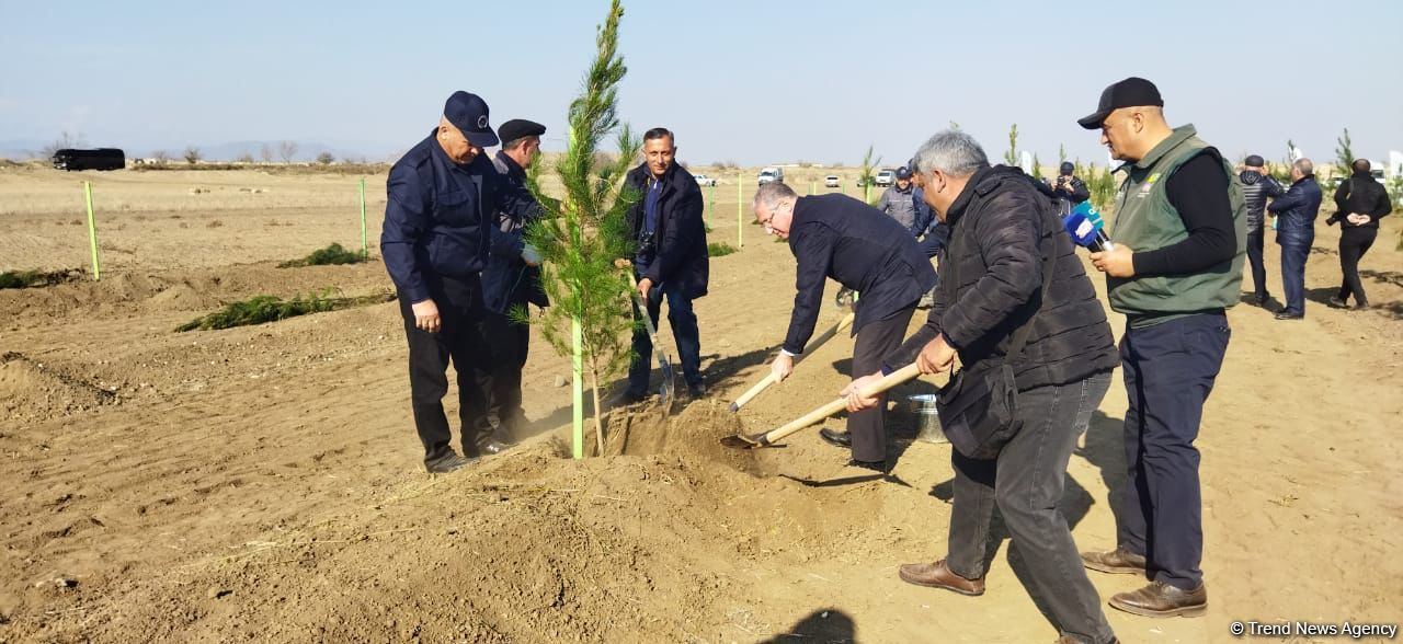 Ağdamda meşə massivi salınıb (FOTO)