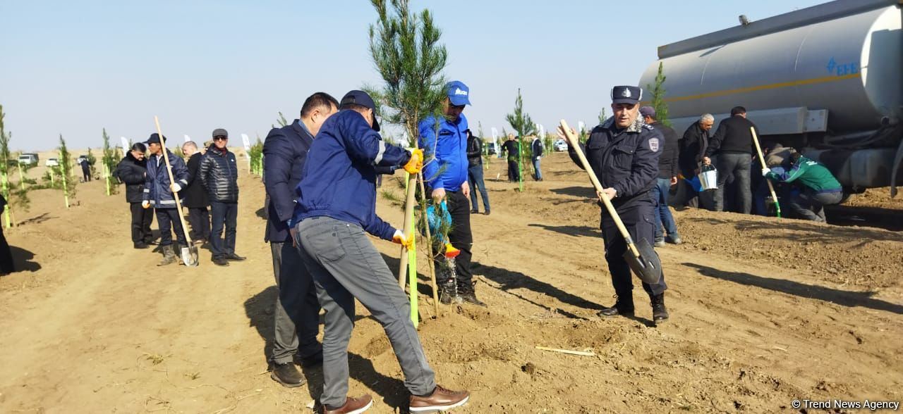 Ağdamda meşə massivi salınıb (FOTO)