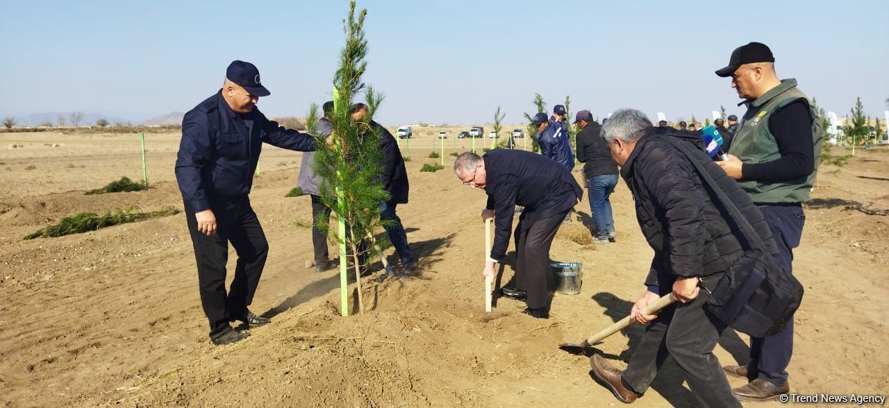 Ağdamda meşə massivi salınıb (FOTO)