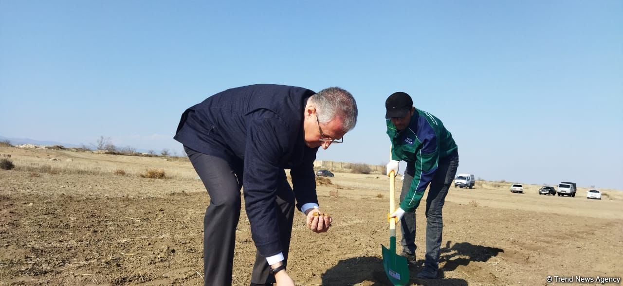 Ağdamda meşə massivi salınıb (FOTO)