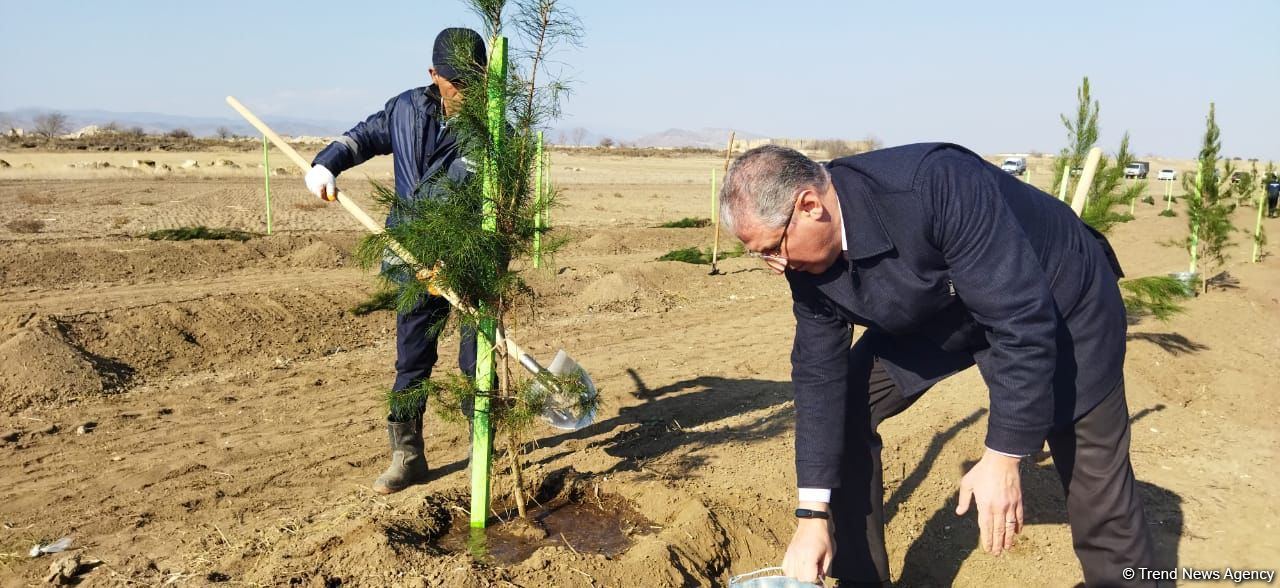 Ağdamda meşə massivi salınıb (FOTO)