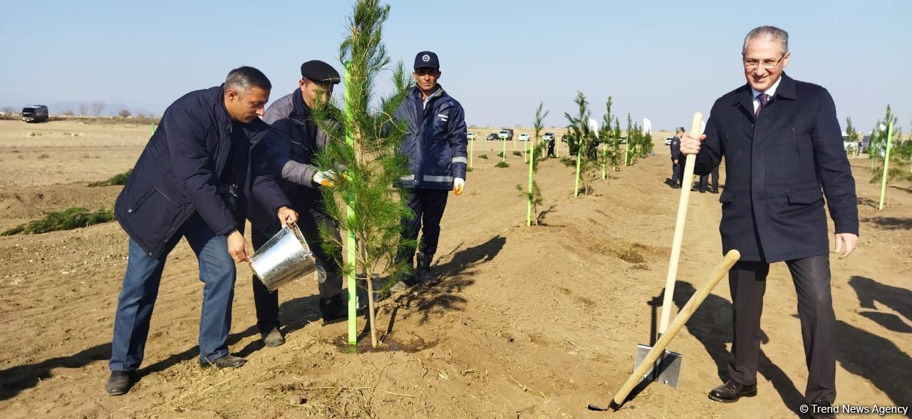 Ağdamda meşə massivi salınıb (FOTO)