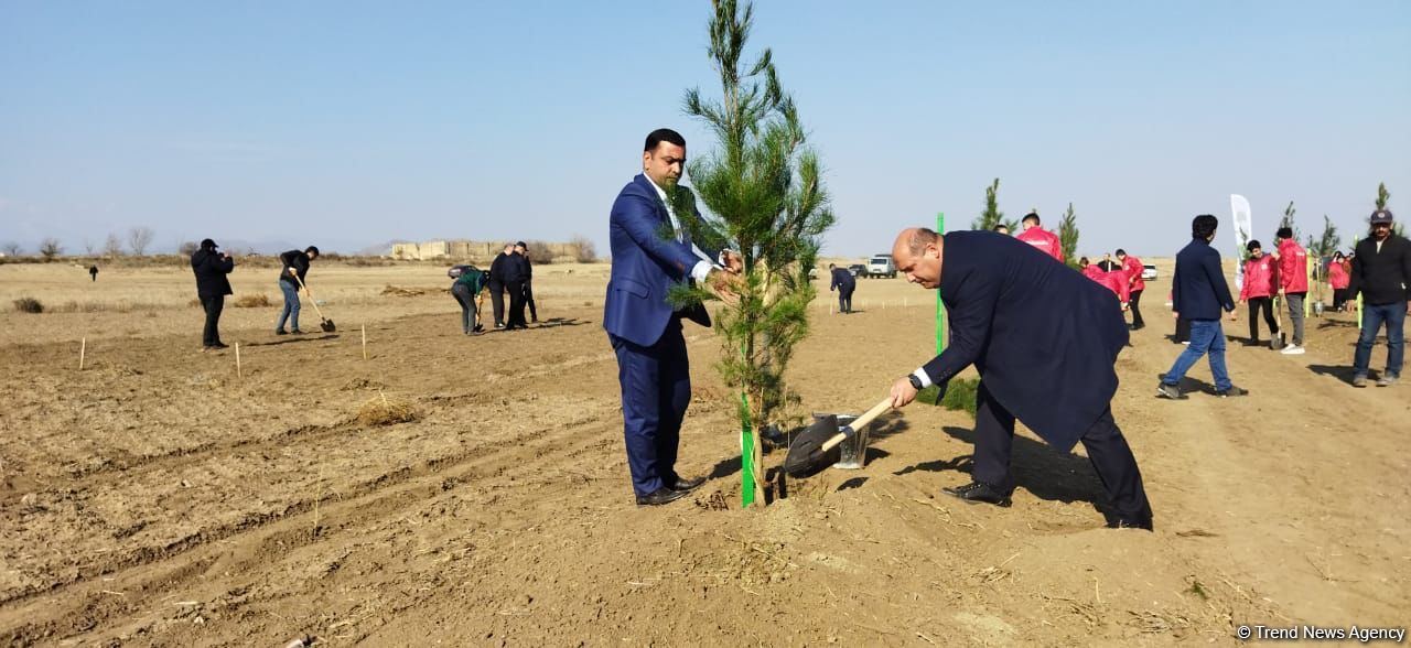 Ağdamda meşə massivi salınıb (FOTO)