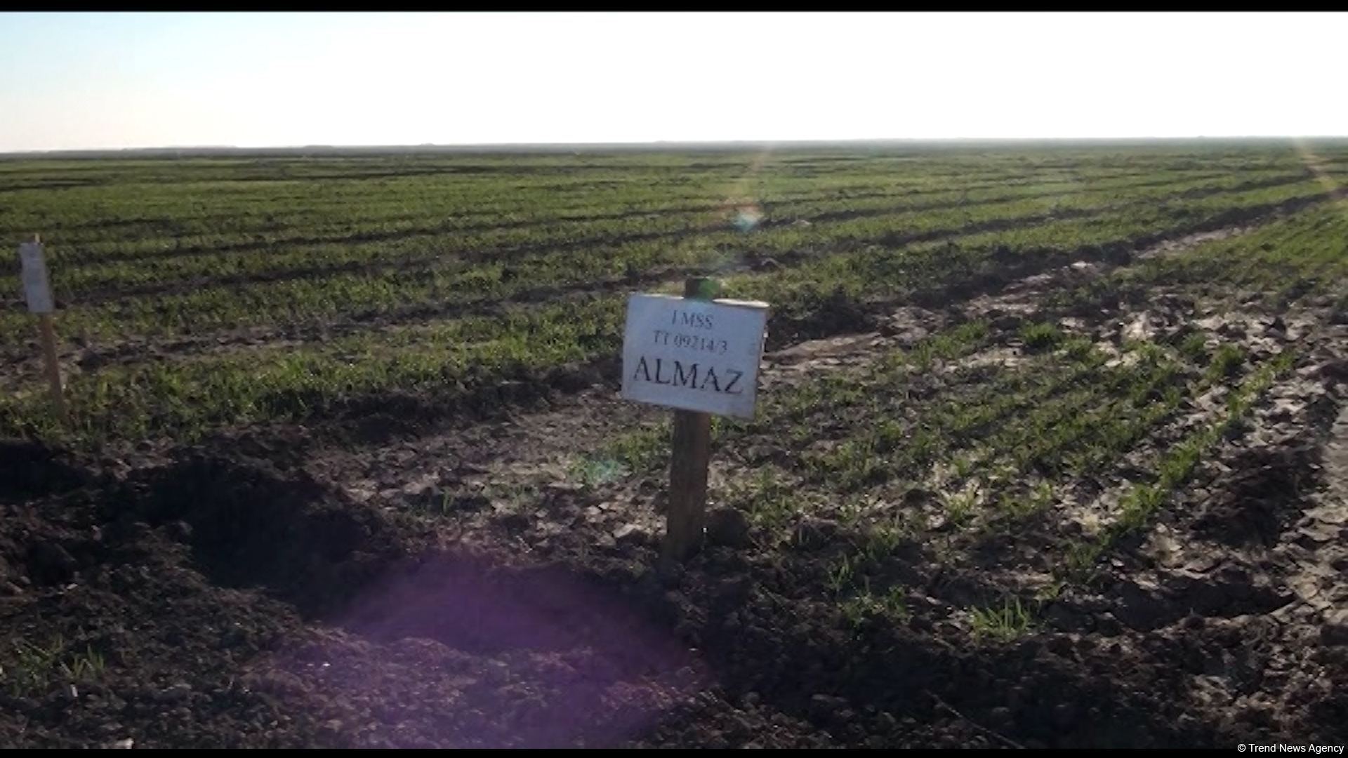 Azad edilmiş ərazilərdə "Şuşa", "Yaşma", "Zəfər" buğda sortlarının əkini aparılıb - Trend TV-nin Tərtərdən reportajı