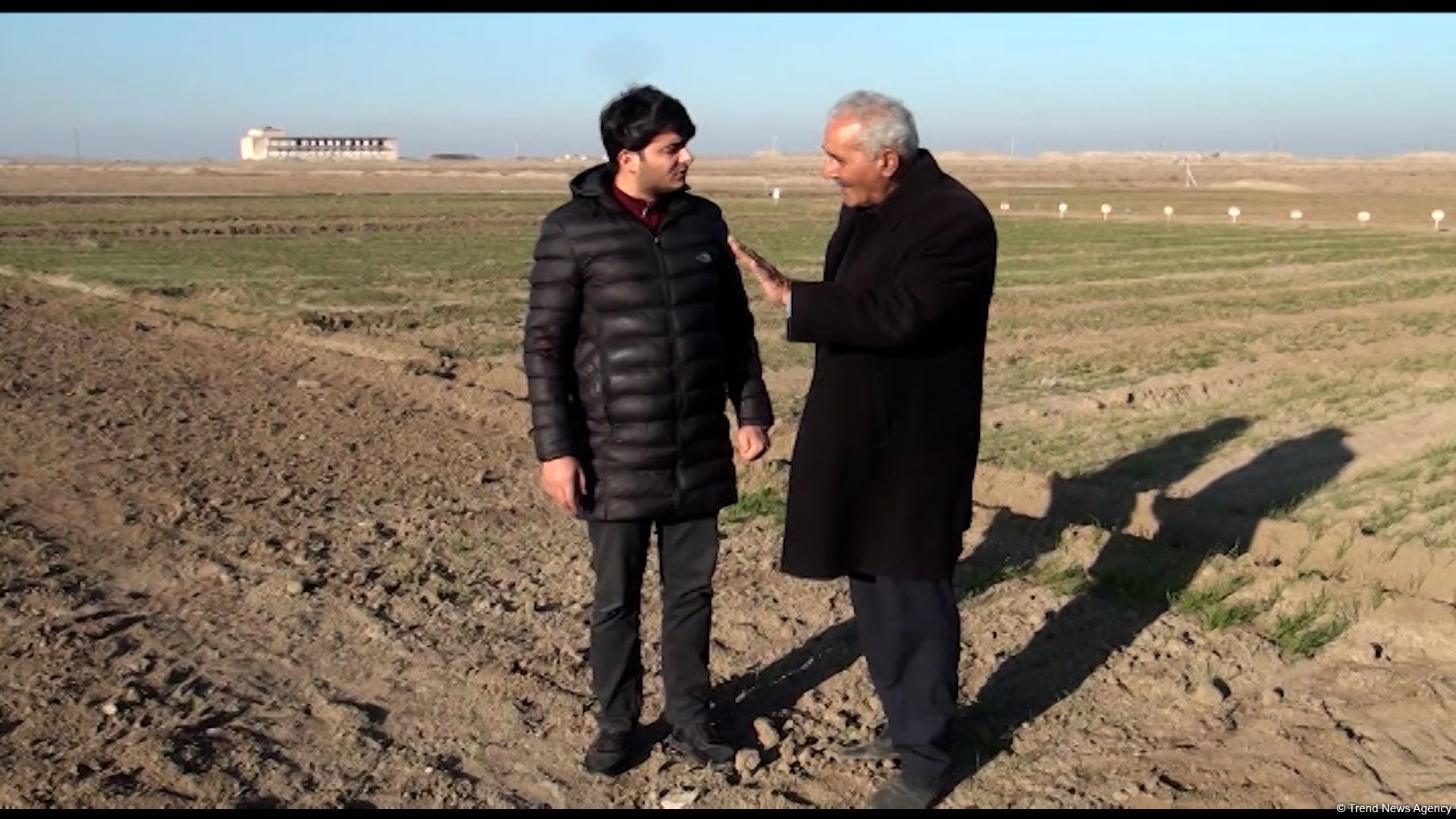 Azad edilmiş ərazilərdə "Şuşa", "Yaşma", "Zəfər" buğda sortlarının əkini aparılıb - Trend TV-nin Tərtərdən reportajı