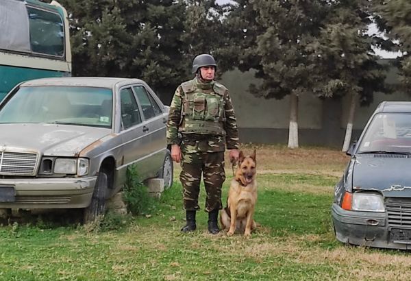 Azad olunan ərazilərin minalardan təmizlənməsinə xüsusi təlim keçmiş itlər cəlb olunub (FOTO/VİDEO)