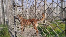 Azad olunan ərazilərin minalardan təmizlənməsinə xüsusi təlim keçmiş itlər cəlb olunub (FOTO/VİDEO)