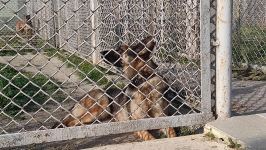 Azad olunan ərazilərin minalardan təmizlənməsinə xüsusi təlim keçmiş itlər cəlb olunub (FOTO/VİDEO)