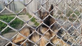 Azad olunan ərazilərin minalardan təmizlənməsinə xüsusi təlim keçmiş itlər cəlb olunub (FOTO/VİDEO)