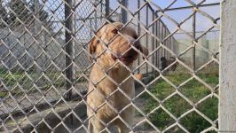 Azad olunan ərazilərin minalardan təmizlənməsinə xüsusi təlim keçmiş itlər cəlb olunub (FOTO/VİDEO)