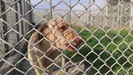 Azad olunan ərazilərin minalardan təmizlənməsinə xüsusi təlim keçmiş itlər cəlb olunub (FOTO/VİDEO)