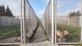 Azad olunan ərazilərin minalardan təmizlənməsinə xüsusi təlim keçmiş itlər cəlb olunub (FOTO/VİDEO)