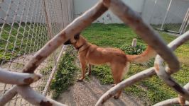 Azad olunan ərazilərin minalardan təmizlənməsinə xüsusi təlim keçmiş itlər cəlb olunub (FOTO/VİDEO)