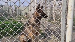 Azad olunan ərazilərin minalardan təmizlənməsinə xüsusi təlim keçmiş itlər cəlb olunub (FOTO/VİDEO)