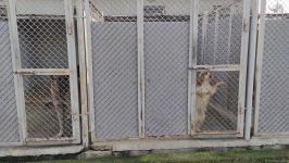 Azad olunan ərazilərin minalardan təmizlənməsinə xüsusi təlim keçmiş itlər cəlb olunub (FOTO/VİDEO)