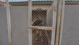 Azad olunan ərazilərin minalardan təmizlənməsinə xüsusi təlim keçmiş itlər cəlb olunub (FOTO/VİDEO)