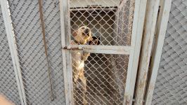 Azad olunan ərazilərin minalardan təmizlənməsinə xüsusi təlim keçmiş itlər cəlb olunub (FOTO/VİDEO)