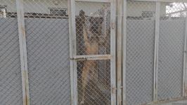 Azad olunan ərazilərin minalardan təmizlənməsinə xüsusi təlim keçmiş itlər cəlb olunub (FOTO/VİDEO)