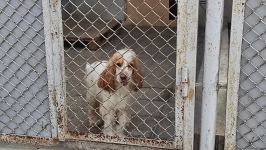 Azad olunan ərazilərin minalardan təmizlənməsinə xüsusi təlim keçmiş itlər cəlb olunub (FOTO/VİDEO)