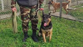 Azad olunan ərazilərin minalardan təmizlənməsinə xüsusi təlim keçmiş itlər cəlb olunub (FOTO/VİDEO)