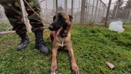 Azad olunan ərazilərin minalardan təmizlənməsinə xüsusi təlim keçmiş itlər cəlb olunub (FOTO/VİDEO)