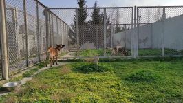 Azad olunan ərazilərin minalardan təmizlənməsinə xüsusi təlim keçmiş itlər cəlb olunub (FOTO/VİDEO)