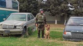 Azad olunan ərazilərin minalardan təmizlənməsinə xüsusi təlim keçmiş itlər cəlb olunub (FOTO/VİDEO)