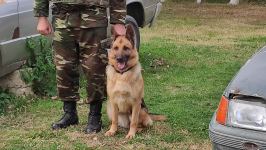 Azad olunan ərazilərin minalardan təmizlənməsinə xüsusi təlim keçmiş itlər cəlb olunub (FOTO/VİDEO)