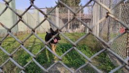 Azad olunan ərazilərin minalardan təmizlənməsinə xüsusi təlim keçmiş itlər cəlb olunub (FOTO/VİDEO)