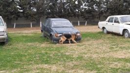 Azad olunan ərazilərin minalardan təmizlənməsinə xüsusi təlim keçmiş itlər cəlb olunub (FOTO/VİDEO)