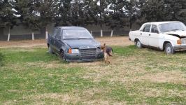 Azad olunan ərazilərin minalardan təmizlənməsinə xüsusi təlim keçmiş itlər cəlb olunub (FOTO/VİDEO)