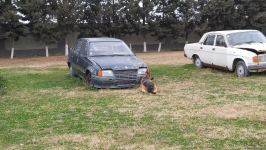 Azad olunan ərazilərin minalardan təmizlənməsinə xüsusi təlim keçmiş itlər cəlb olunub (FOTO/VİDEO)