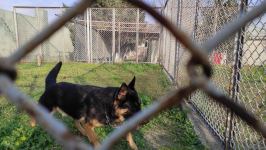 Azad olunan ərazilərin minalardan təmizlənməsinə xüsusi təlim keçmiş itlər cəlb olunub (FOTO/VİDEO)