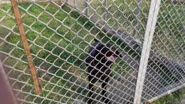 Azad olunan ərazilərin minalardan təmizlənməsinə xüsusi təlim keçmiş itlər cəlb olunub (FOTO/VİDEO)