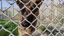 Azad olunan ərazilərin minalardan təmizlənməsinə xüsusi təlim keçmiş itlər cəlb olunub (FOTO/VİDEO)