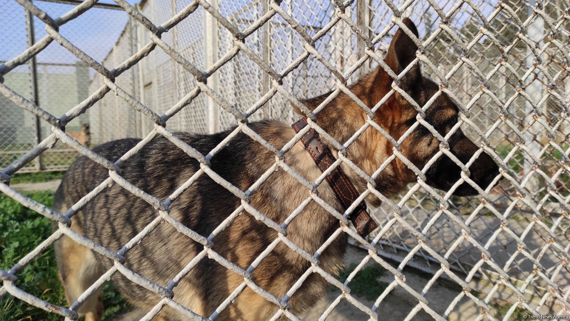 Azad olunan ərazilərin minalardan təmizlənməsinə xüsusi təlim keçmiş itlər cəlb olunub (FOTO/VİDEO)