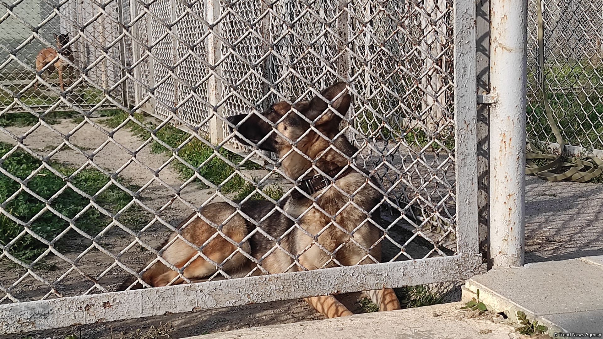 Azad olunan ərazilərin minalardan təmizlənməsinə xüsusi təlim keçmiş itlər cəlb olunub (FOTO/VİDEO)