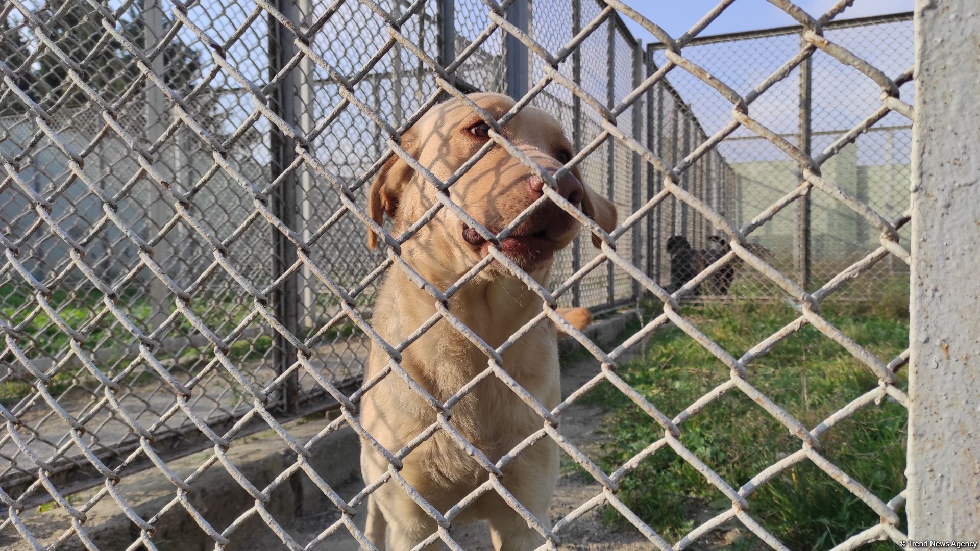 Azad olunan ərazilərin minalardan təmizlənməsinə xüsusi təlim keçmiş itlər cəlb olunub (FOTO/VİDEO)