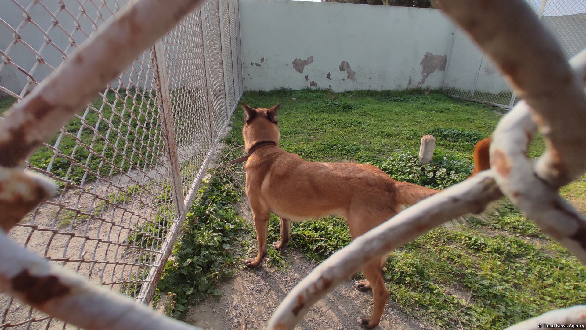 Azad olunan ərazilərin minalardan təmizlənməsinə xüsusi təlim keçmiş itlər cəlb olunub (FOTO/VİDEO)